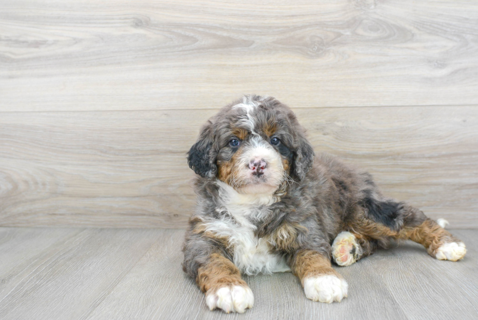 Mini Bernedoodle Pup Being Cute