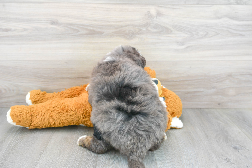 Mini Bernedoodle Puppy for Adoption