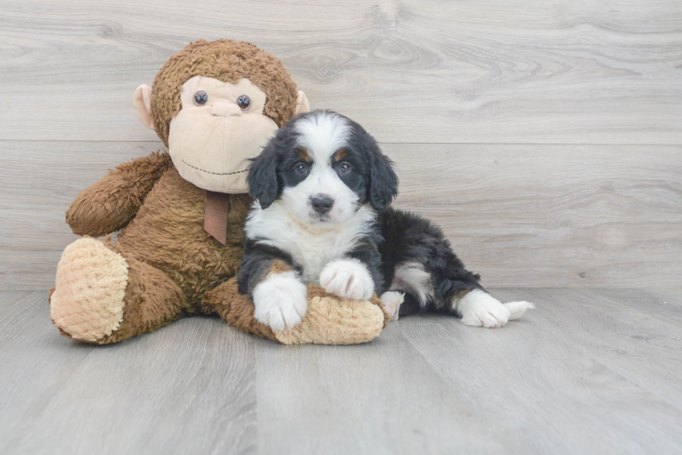 Playful Mini Berniedoodle Poodle Mix Puppy