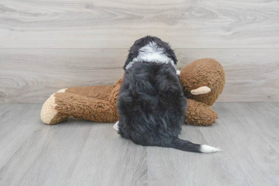 Small Mini Bernedoodle Baby