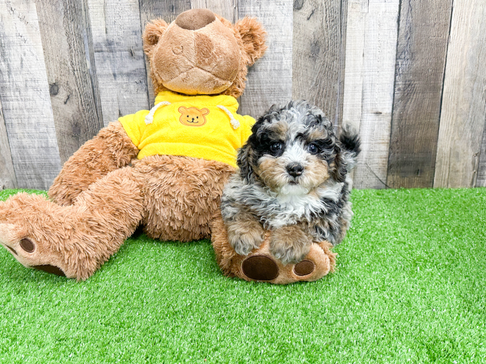 Cute Mini Bernedoodle Baby