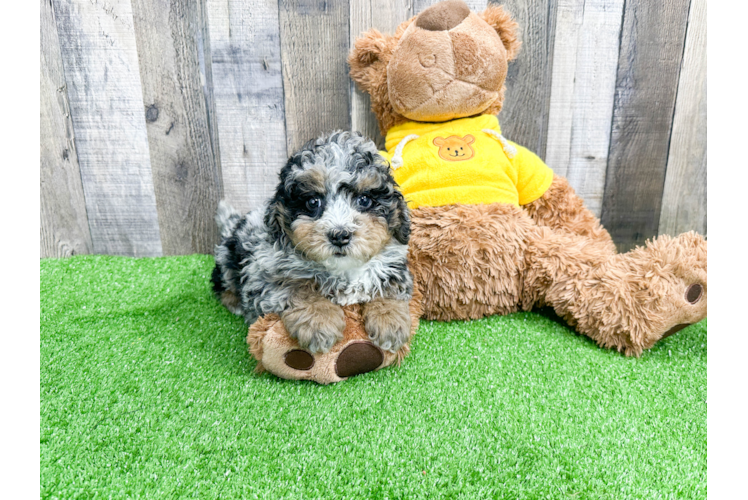 Best Mini Bernedoodle Baby