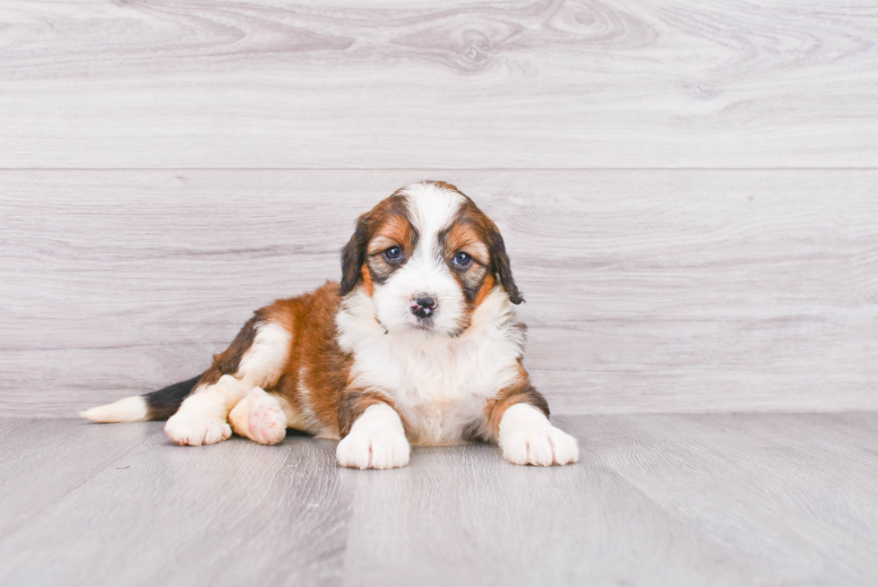 Mini Bernedoodle Puppy for Adoption