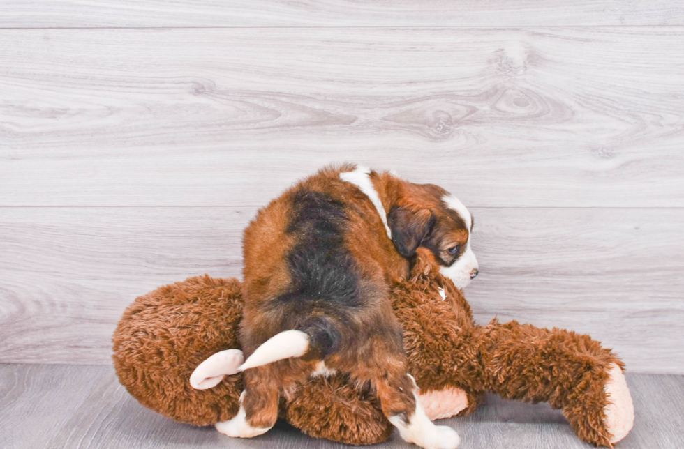 Adorable Mini Berniedoodle Poodle Mix Puppy