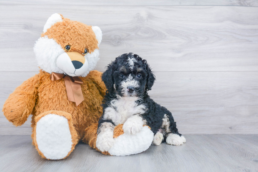 Mini Bernedoodle Pup Being Cute