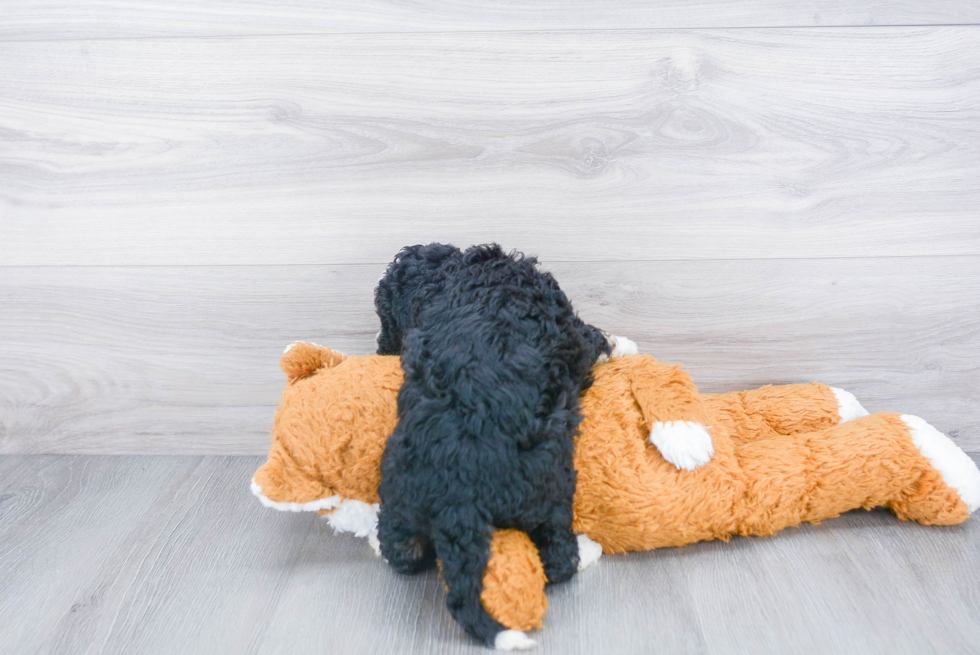 Cute Mini Bernedoodle Baby
