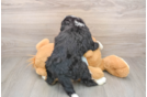 Mini Bernedoodle Puppy for Adoption