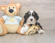 6 week old Mini Bernedoodle Puppy For Sale - Premier Pups