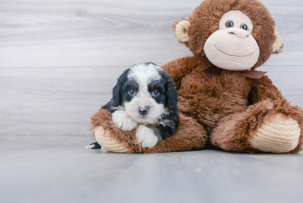 Friendly Mini Bernedoodle Baby