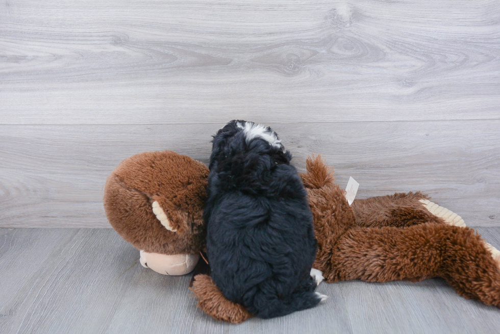 Best Mini Bernedoodle Baby
