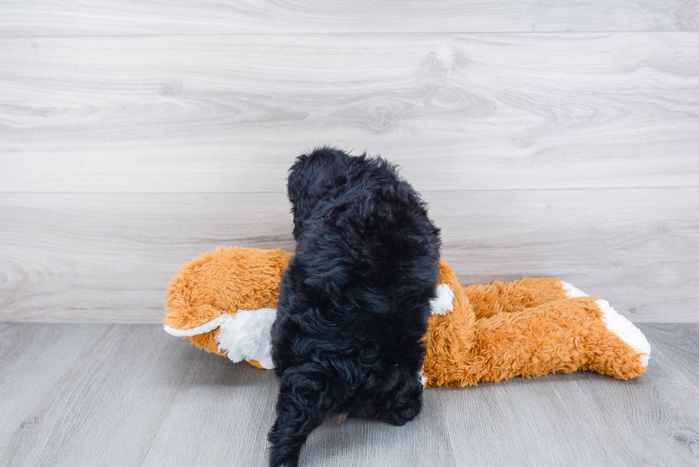 Mini Bernedoodle Puppy for Adoption