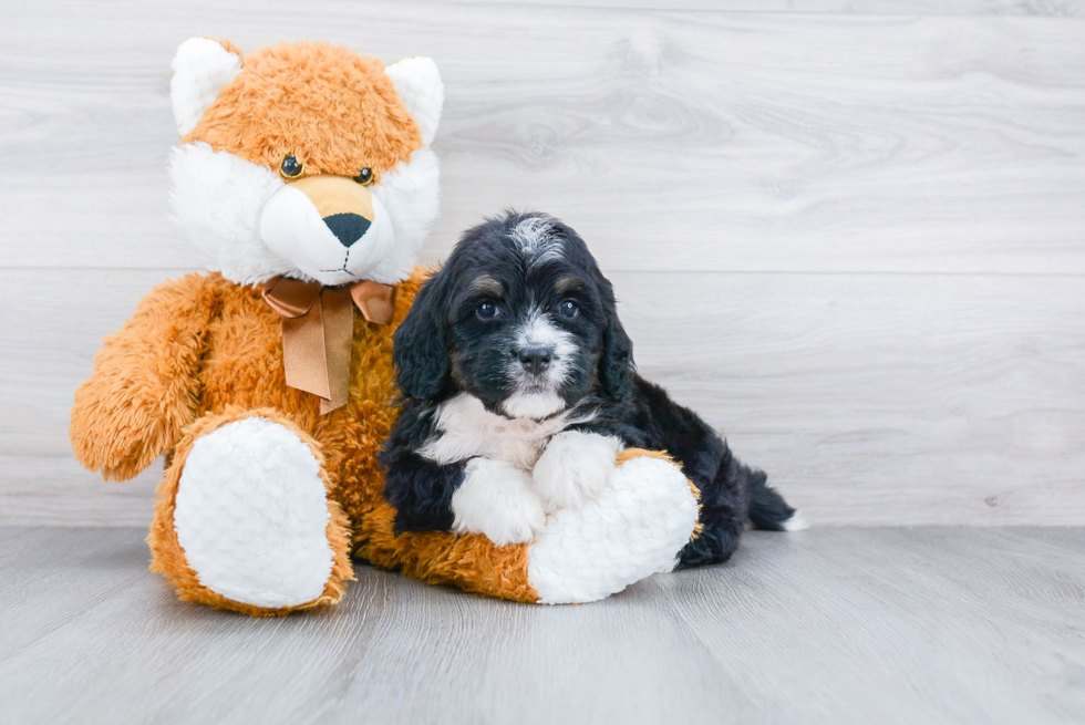 Adorable Bernadoodle Poodle Mix Puppy