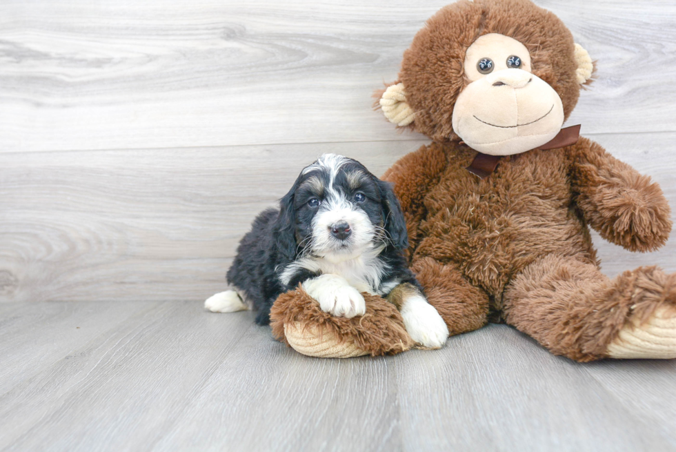 Funny Mini Bernedoodle Poodle Mix Pup