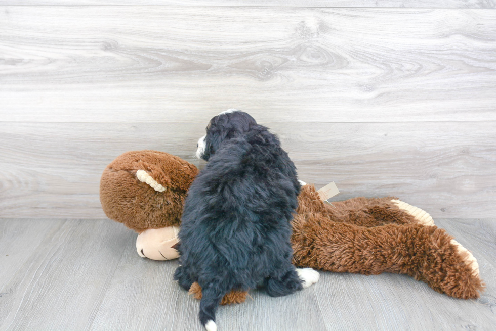 Mini Bernedoodle Puppy for Adoption