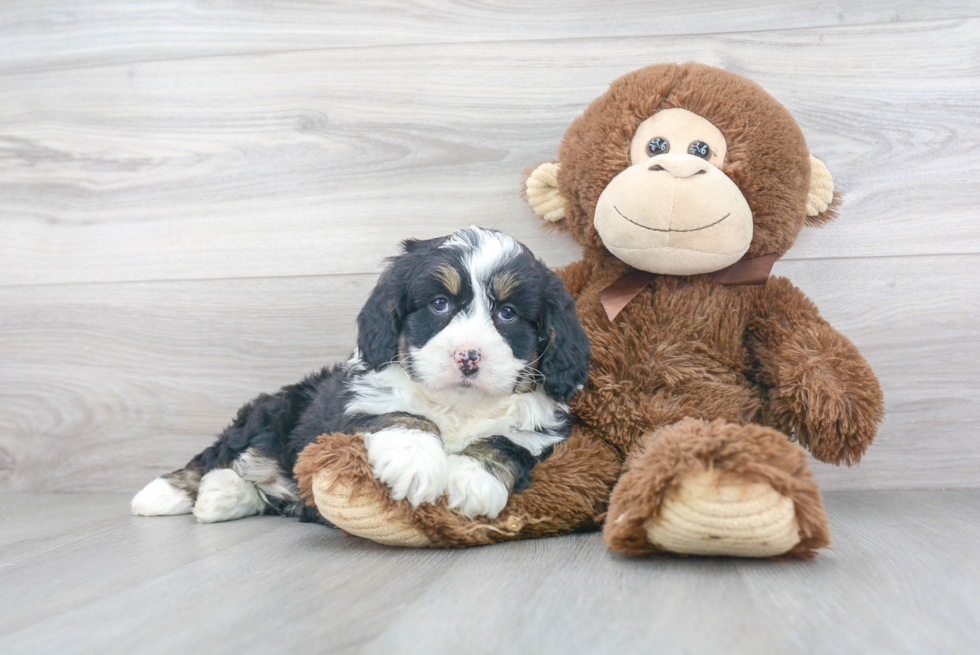 Hypoallergenic Mini Berniedoodle Poodle Mix Puppy