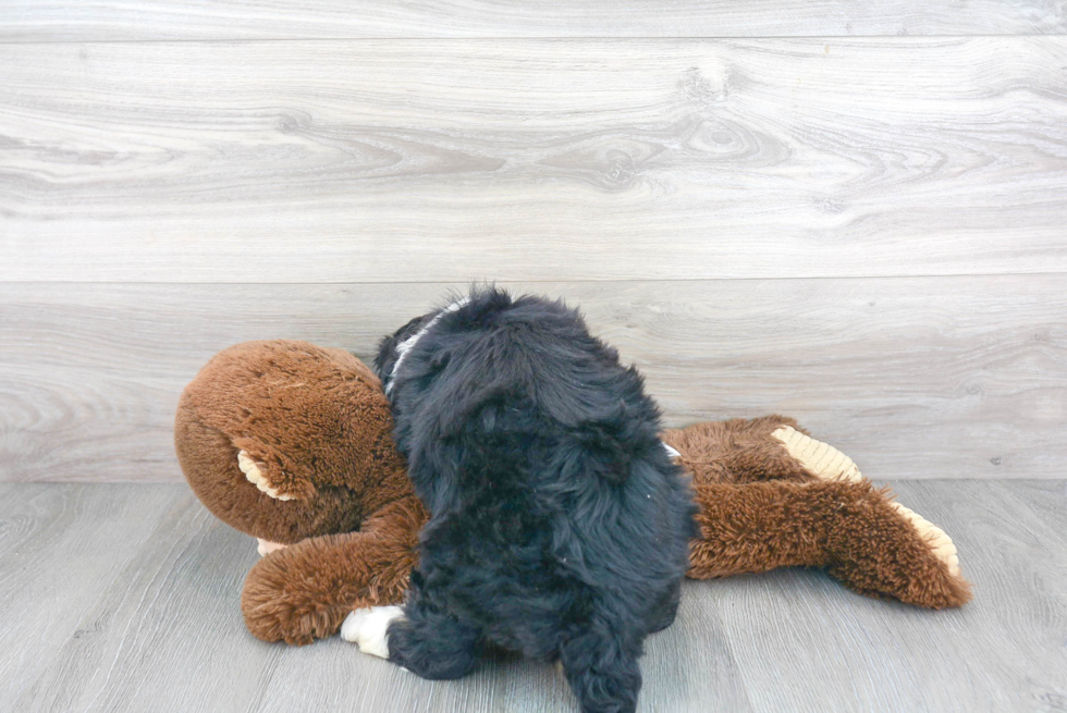 Best Mini Bernedoodle Baby