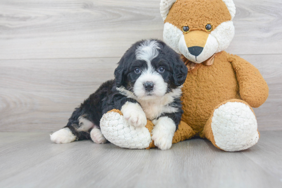 Mini Bernedoodle Puppy for Adoption