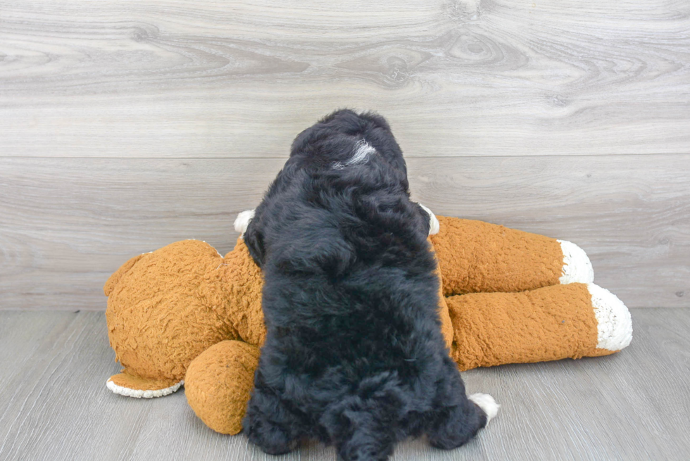 Mini Bernedoodle Pup Being Cute