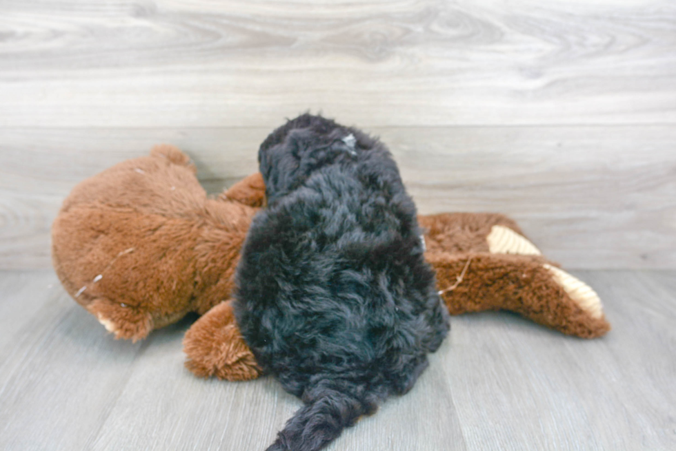 Mini Bernedoodle Pup Being Cute