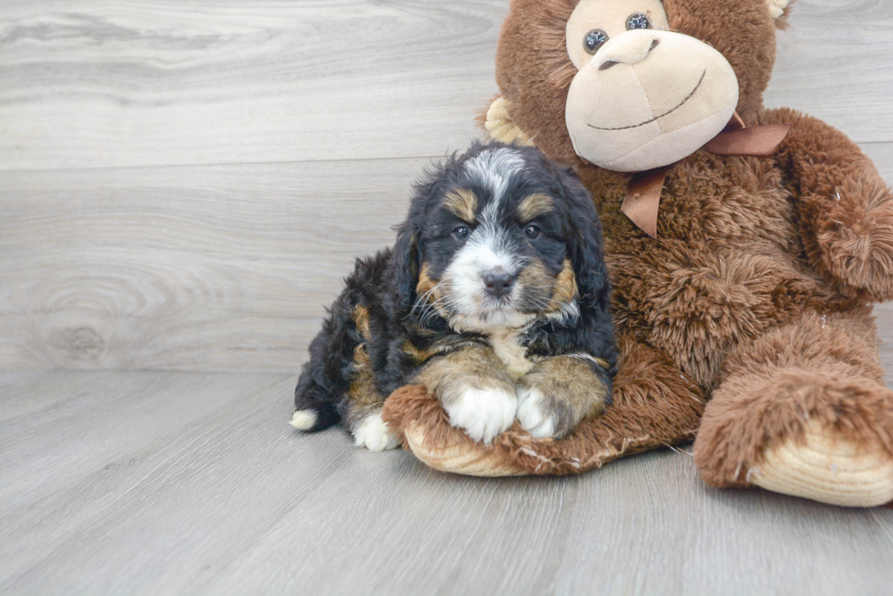 Funny Mini Bernedoodle Poodle Mix Pup