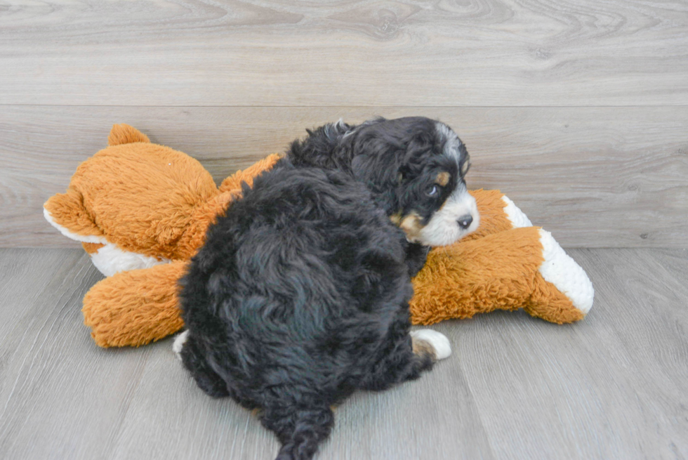 Cute Mini Bernedoodle Baby