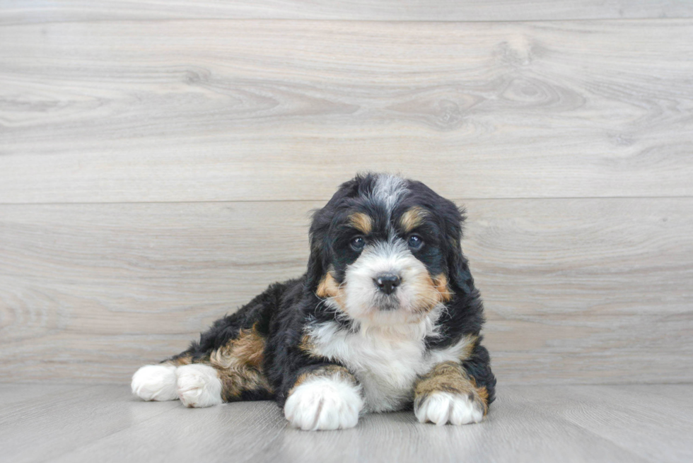 Mini Bernedoodle Puppy for Adoption