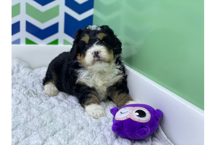 Best Mini Bernedoodle Baby
