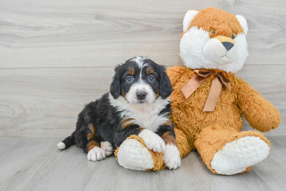 Mini Bernedoodle Pup Being Cute