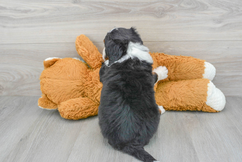 Fluffy Mini Bernedoodle Poodle Mix Pup