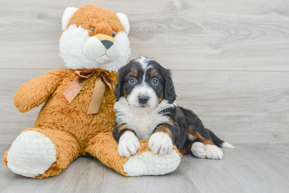 Popular Mini Bernedoodle Poodle Mix Pup