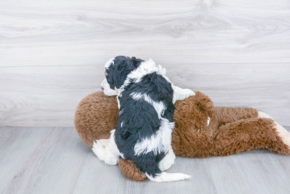 Friendly Mini Bernedoodle Baby