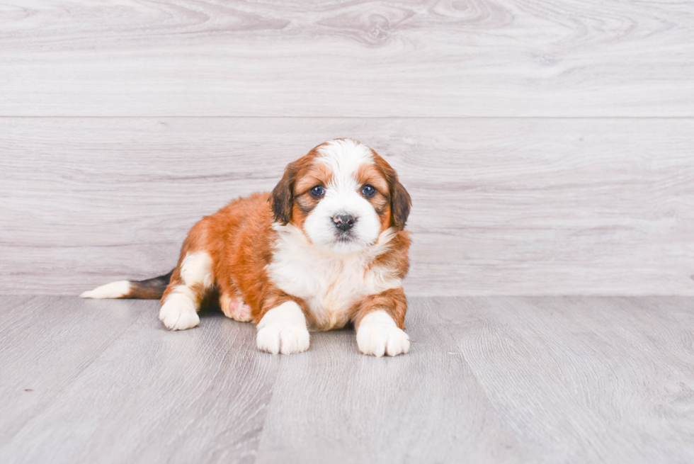 Popular Mini Bernedoodle Poodle Mix Pup