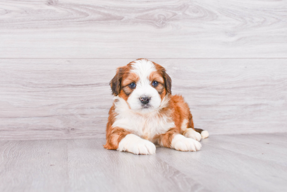 Hypoallergenic Mini Berniedoodle Poodle Mix Puppy