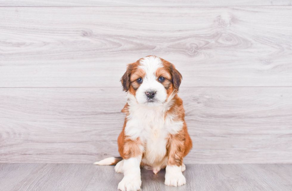 Best Mini Bernedoodle Baby