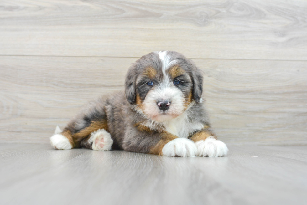 Happy Mini Bernedoodle Baby