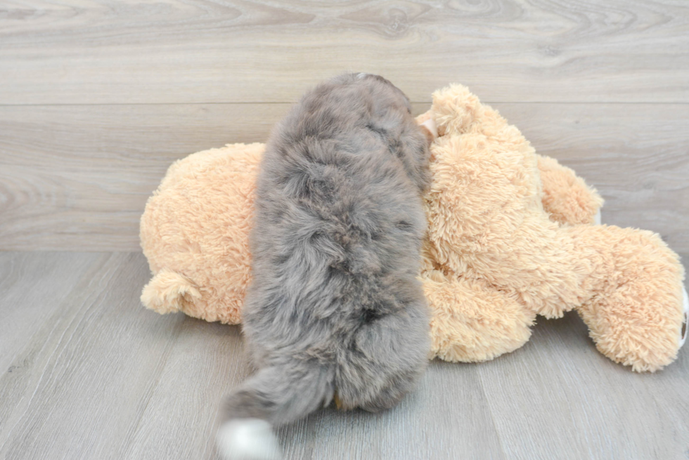 Energetic Bernadoodle Poodle Mix Puppy