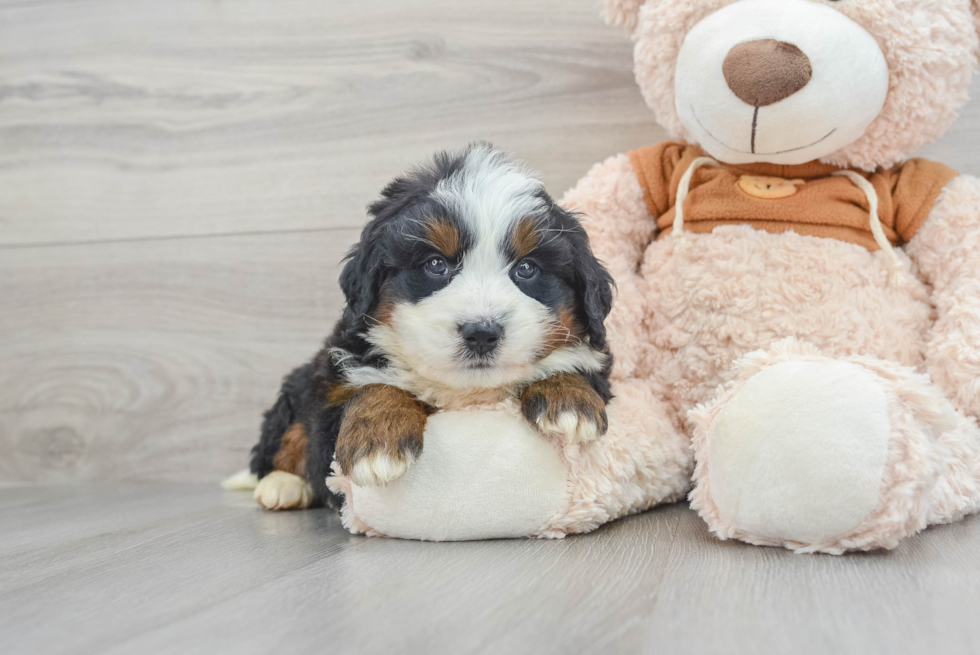 Small Mini Bernedoodle Baby