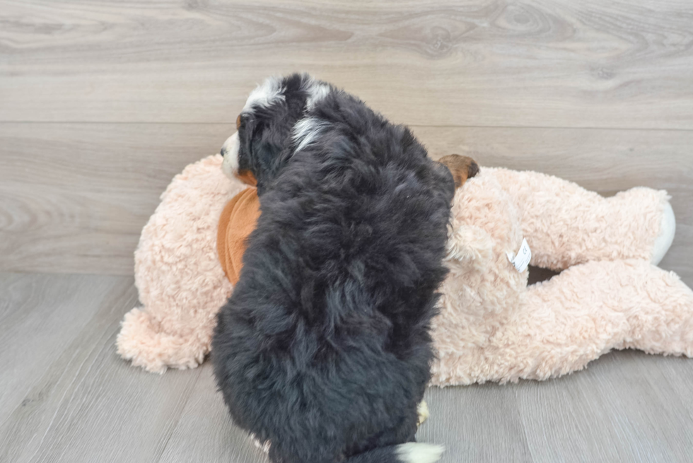 Mini Bernedoodle Pup Being Cute