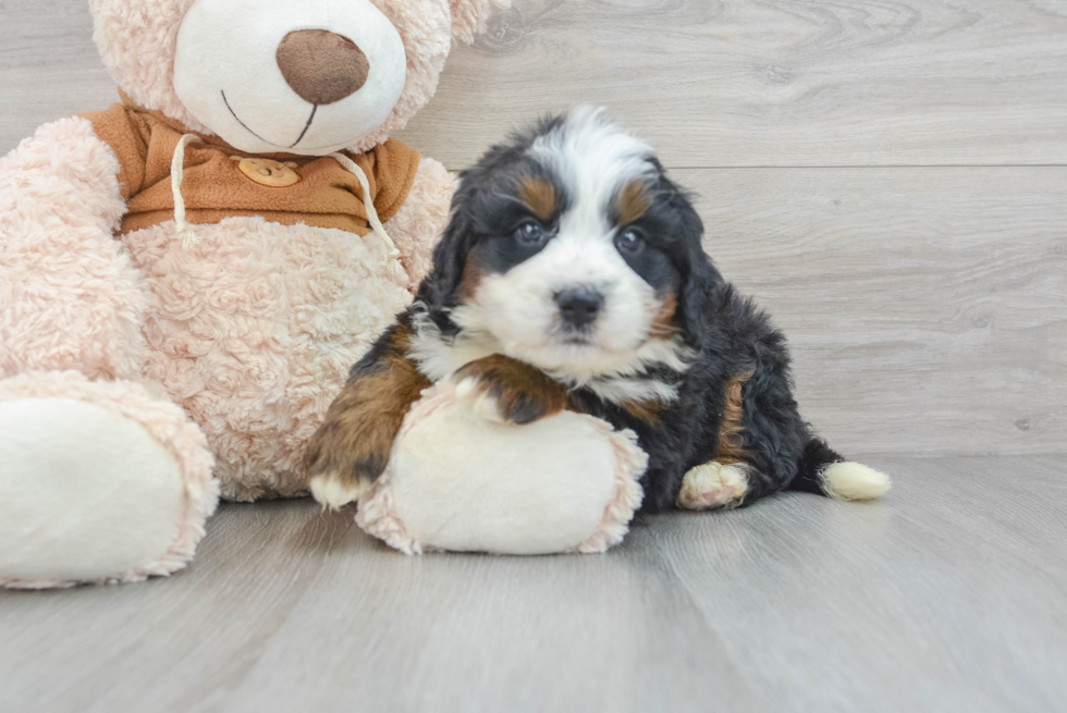 Mini Bernedoodle Pup Being Cute