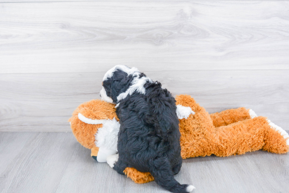 Popular Mini Bernedoodle Poodle Mix Pup