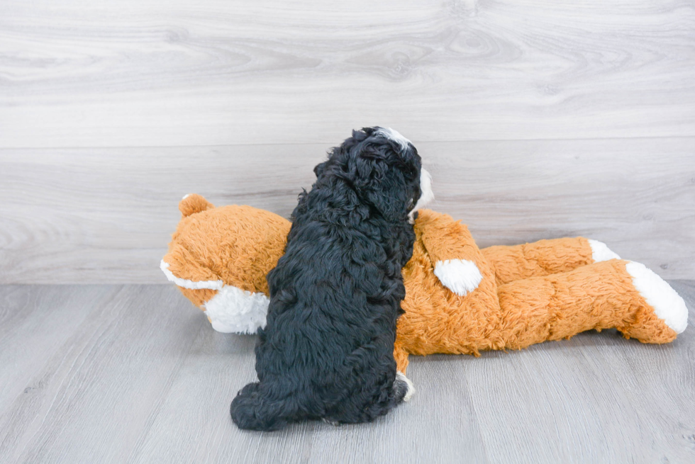 Best Mini Bernedoodle Baby