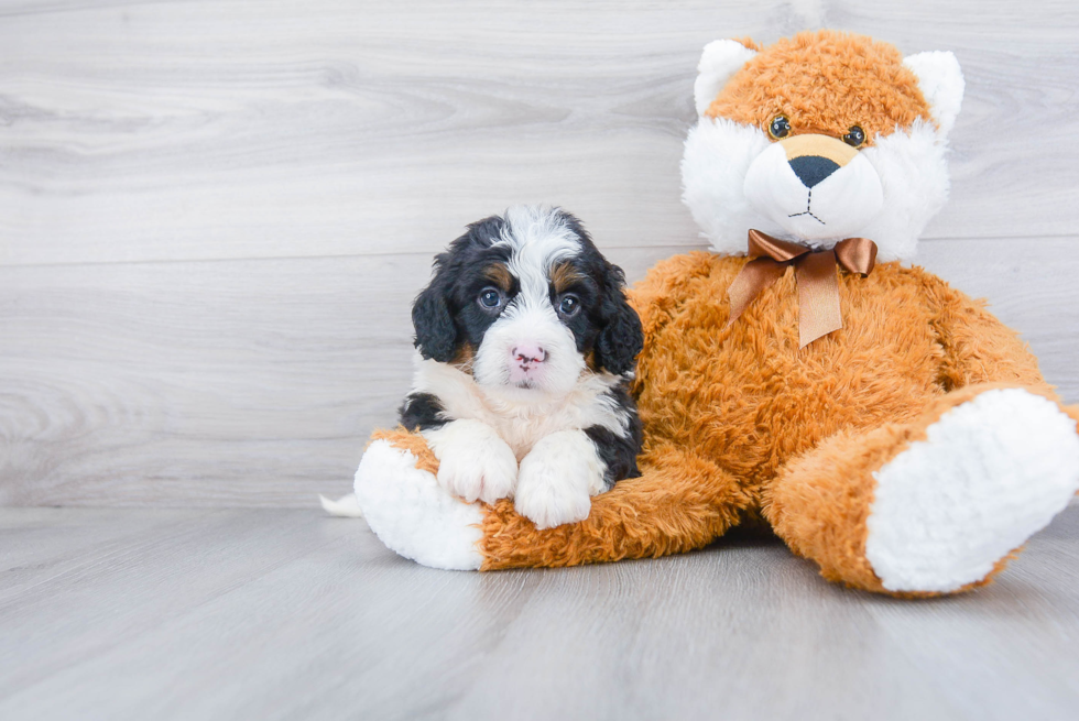 Mini Bernedoodle Pup Being Cute