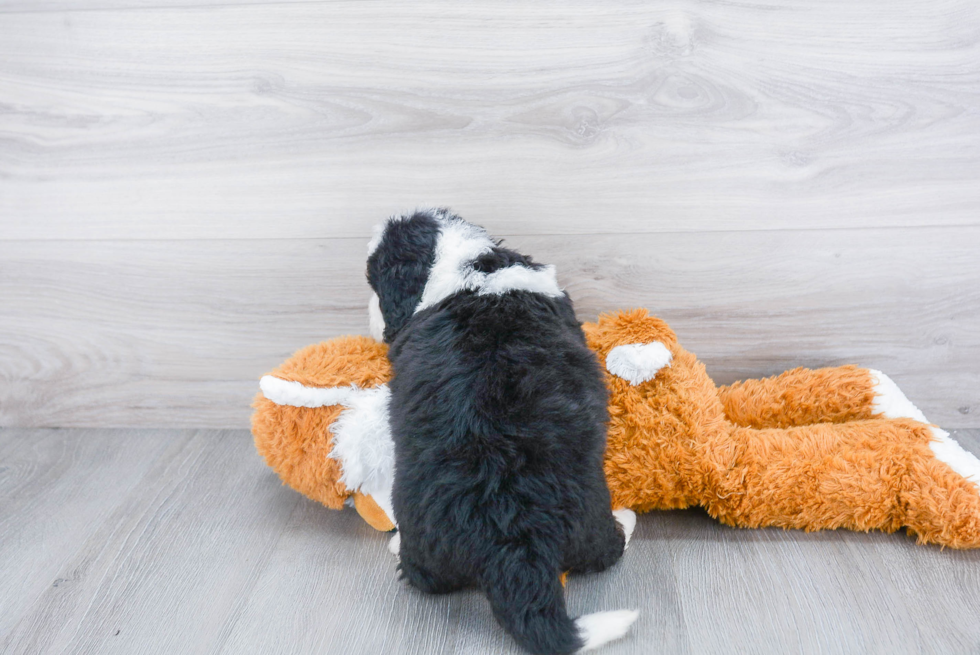 Petite Mini Bernedoodle Poodle Mix Pup