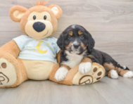 5 week old Mini Bernedoodle Puppy For Sale - Premier Pups