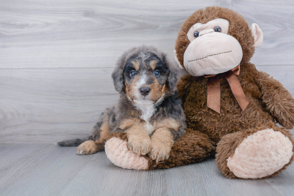 Popular Mini Bernedoodle Poodle Mix Pup