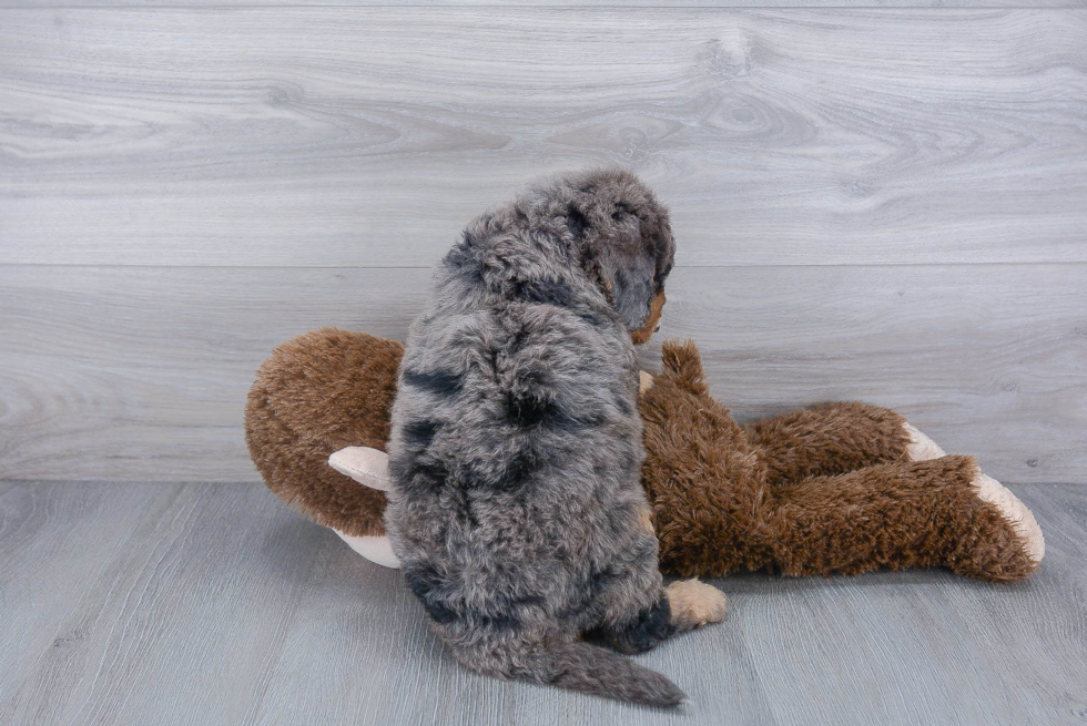Adorable Mini Berniedoodle Poodle Mix Puppy