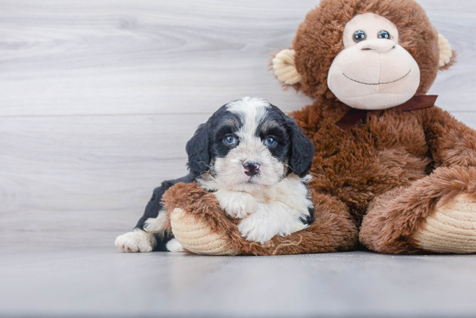 Funny Mini Bernedoodle Poodle Mix Pup