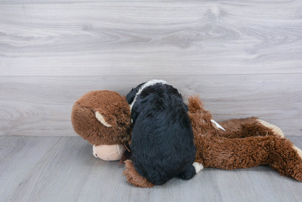 Mini Bernedoodle Puppy for Adoption