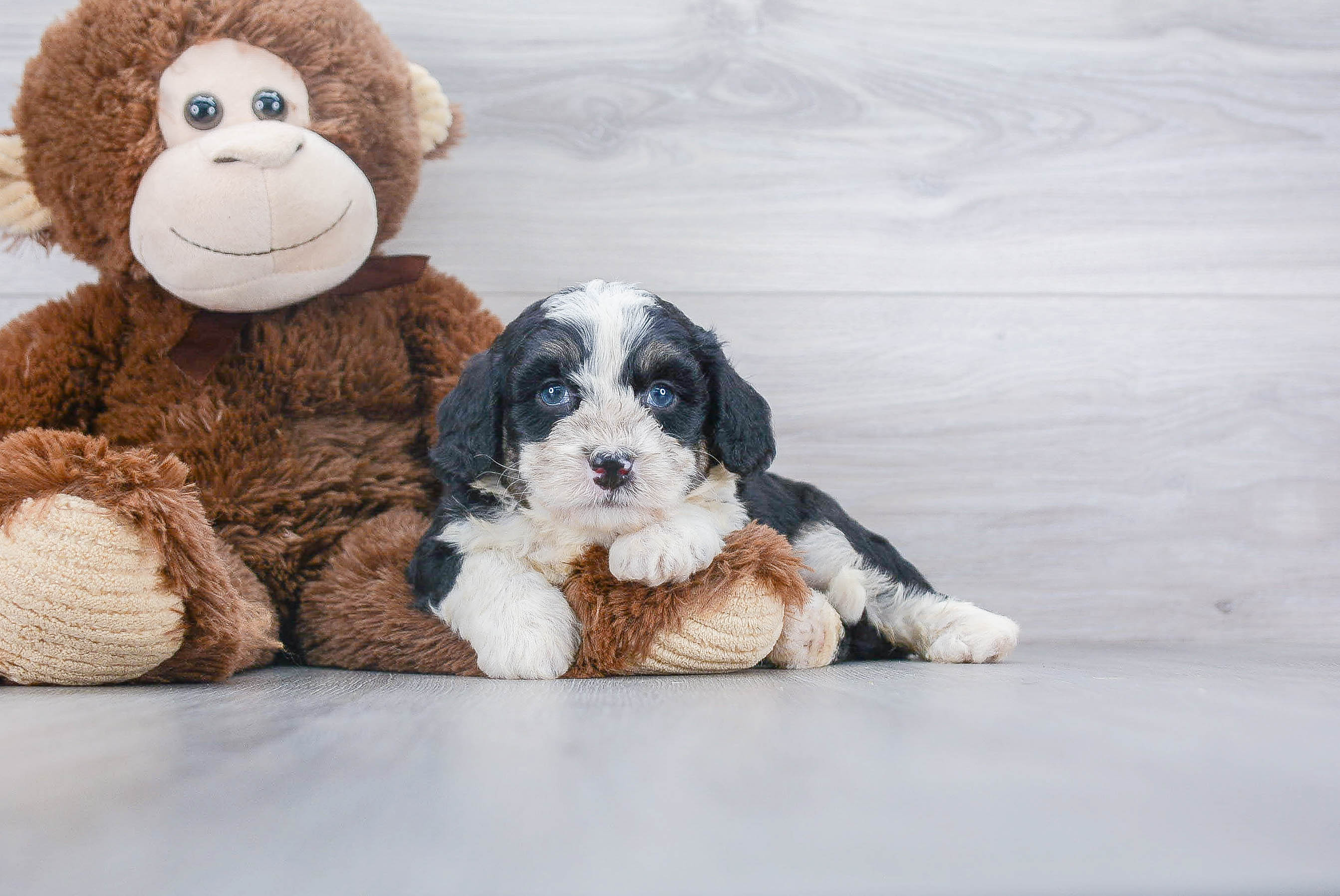 Playful Bernadoodle Poodle Mix Puppy