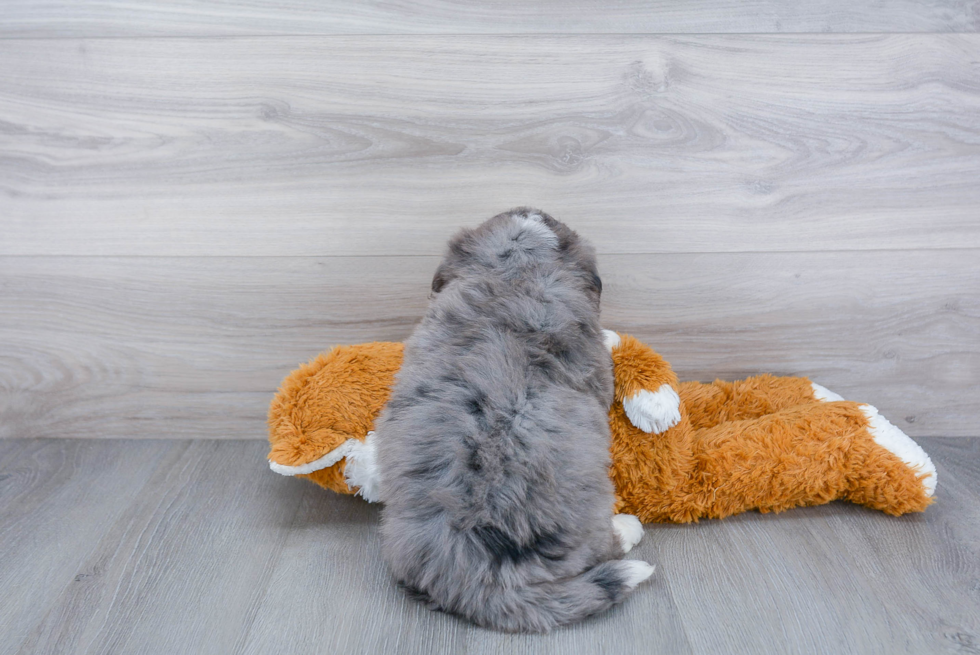 Mini Bernedoodle Pup Being Cute